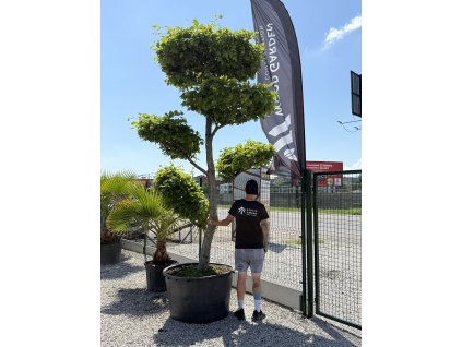 Carpinus betulus ‘Crispa’