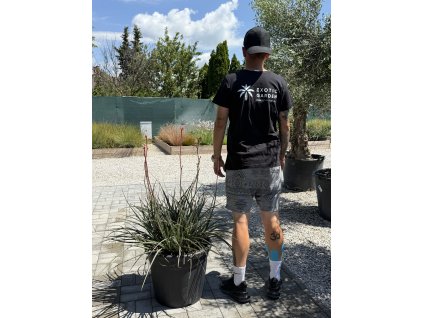 Hesperaloe parviflora