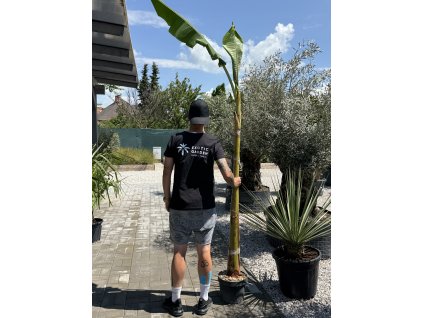 Banánovník (Musa spp.)