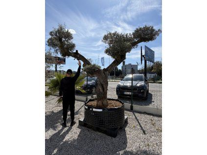 Olivovník bonsai
