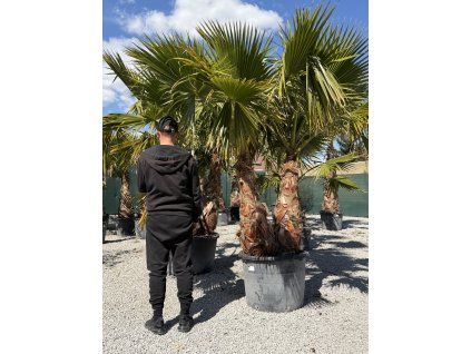 Waschingtonia robusta - dvojkmeň