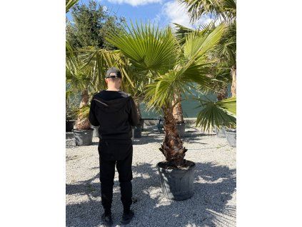 Washingtonia robusta - mala