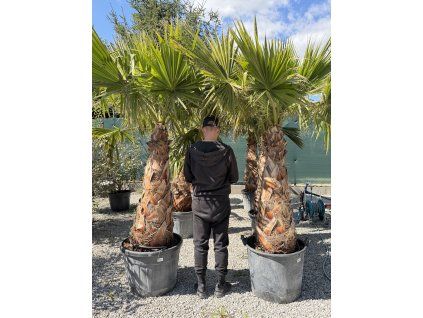 Washingtonia robusta