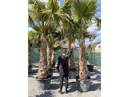 Washingtonia robusta