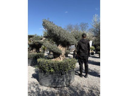 Olivovník bonsaj