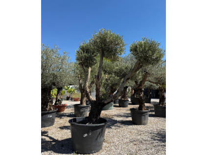 Olivovník Bonsai