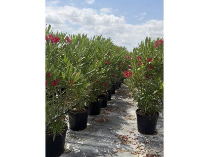 Oleander - ružový