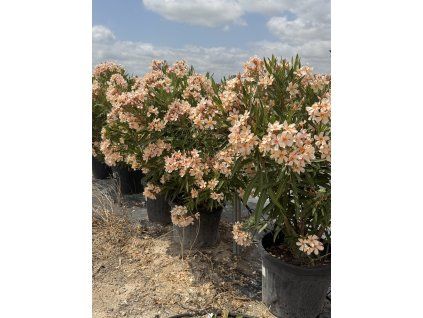 OLEANDER - výška 1,6m - oranžový
