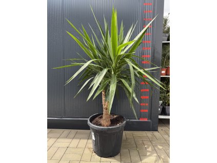 Yucca elephantipes