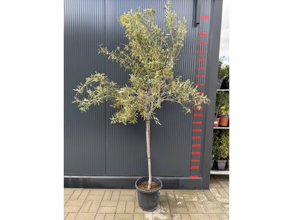 Olea europaea - olivovník pravý