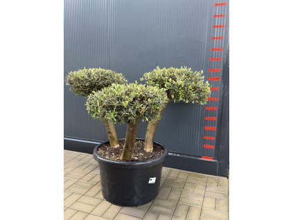 Olea europaea - pravý olivovník