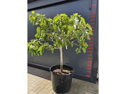 Granátové jablko - Punica granatum