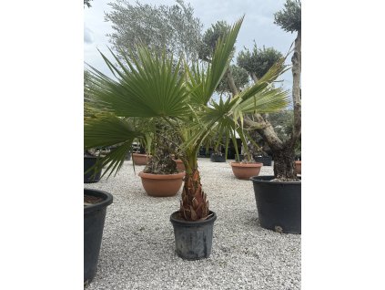 Washingtonia robusta