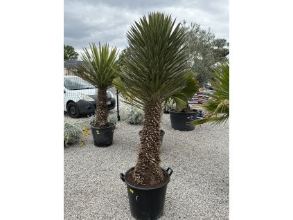 Yucca filifera - exotická palma