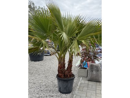 Washingtonia robusta - 3-kmeňová palma