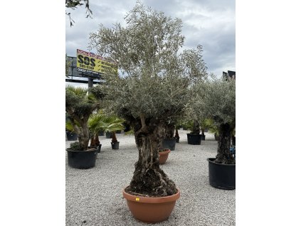Olea europaea - olivovník