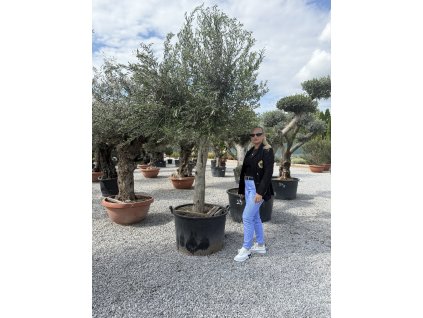 Olivovník európsky ( Olea europaea )