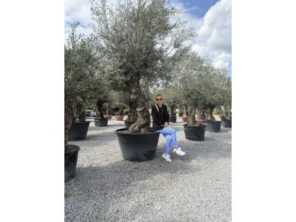 Olivovník európsky ( Olea europaea )