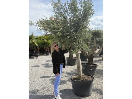 Olivovník európsky ( Olea europaea )