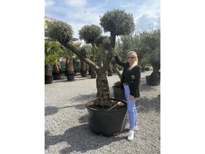 Olivovník európsky ( Olea europaea )