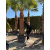 Washingtonia filifera – 2,5 m kmeň