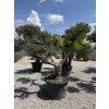 Olivovník európsky - typ bonsai