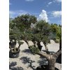 Olivovník európsky - typ bonsai