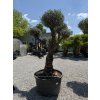 Olivovník európsky - typ bonsai
