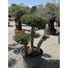 Olivovník európsky - typ bonsai
