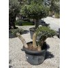 Olivovník európsky - typ bonsai
