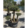 Olivovník európsky - typ bonsai