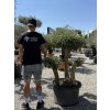 Olivovník európsky - typ bonsai