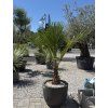 Trachycarpus fortunei v kvetináči