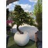 Bonsai dekorácia k bazénu