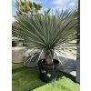 YUCCA ROSTRATA mrazuvzdorná do -20❄️