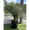YUCCA ROSTRATA mrazuvzdorná do -20❄️