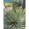 YUCCA ROSTRATA mrazuvzdorná do -20❄️