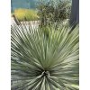 YUCCA ROSTRATA