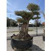 Olivovník bonsai - 300 ročný