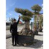Olivovník bonsai - 300 ročný