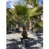 Washingtonia robusta mrazuvzdorná do -10❄️