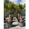 Washingtonia robusta