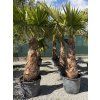 Washingtonia robusta