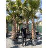 Washingtonia robusta mrazuvzdorná do -10❄️