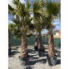 Washingtonia robusta mrazuvzdorná do -10❄️