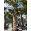 Washingtonia robusta mrazuvzdorná do -10❄️