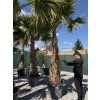 Washingtonia robusta mrazuvzdorná do -10❄️