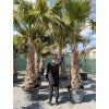 Washingtonia robusta mrazuvzdorná do -10❄️