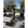 Olivovník európsky - bonsai