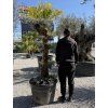 Olivovník európsky - bonsai